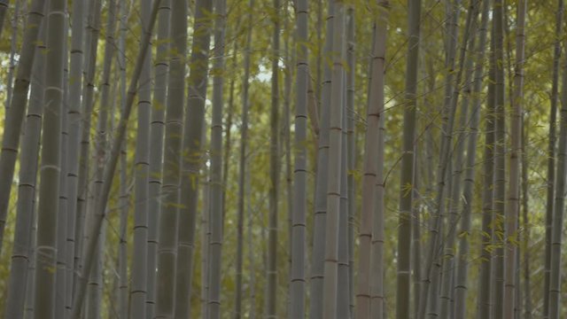 Arashiyama, bamboo forest in Kyoto. 25fps.