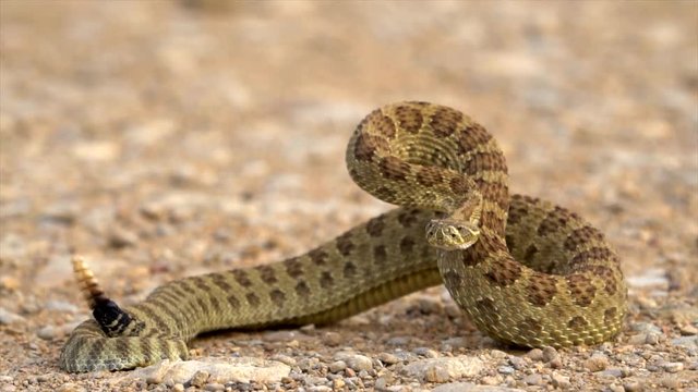 Closeup of  rattlesnake ready to strike