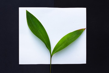 plant leaves on a black and white background