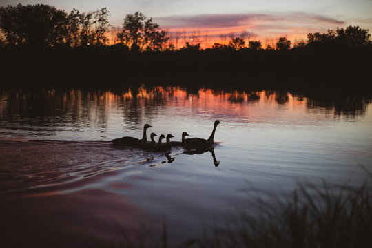 Geese Family