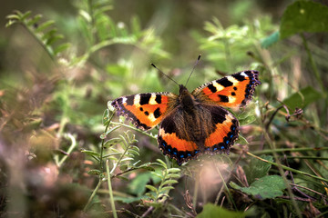 Fototapete bei efototapeten.de bestellen   