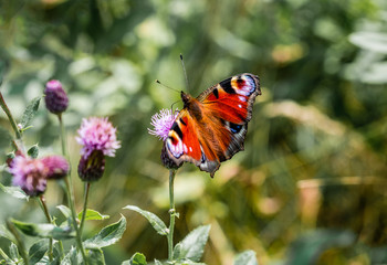 butterfly sitting on a field flower
