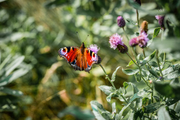 butterfly sitting on a field flower