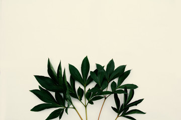 Fototapeta na wymiar leaves against a light (cream) background.Copy space.