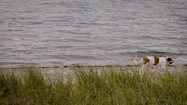 A big dog walking on the beach from left to right, right along the water