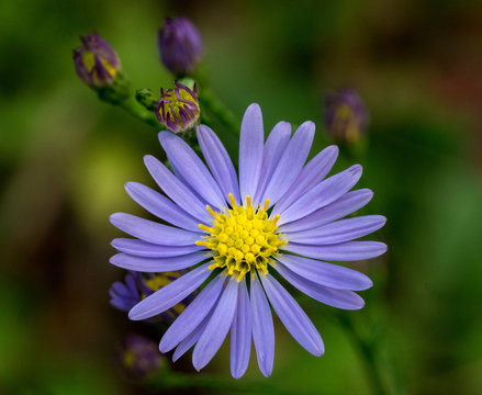 Smooth Blue Aster