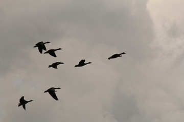group of flying geese in the air in backlight