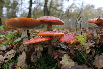 group of red fly agaric mushrooms in the forest