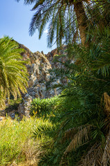 Fototapeta na wymiar Palmen im Tal von Preveli, Kreta