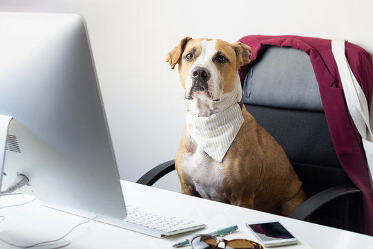 Cute Dog Sits In Office Chair At A Modern Working Place. Going To Work With Pets Concept: Staffordshire Terrier Puppy In Front Of A Desktop Computer