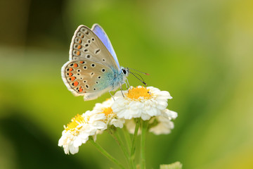 Hauhechel-Bl&auml;uling
