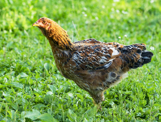 Red Domestic Chicken in the Farmyard