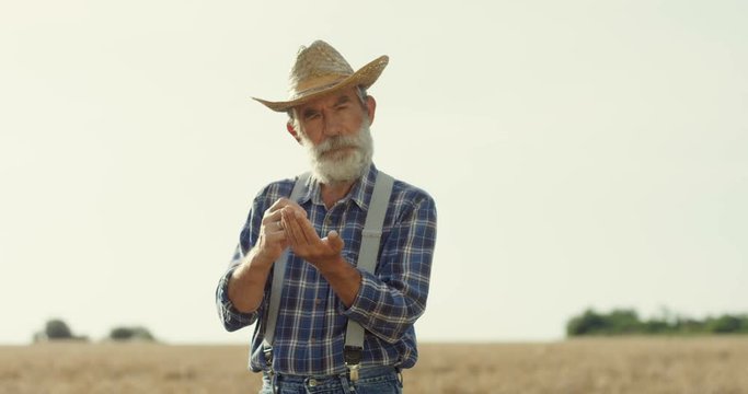 Caucasian old agricultural worker in a hat standing in the middle of the field and and looking at the grain seeds in his handfull.