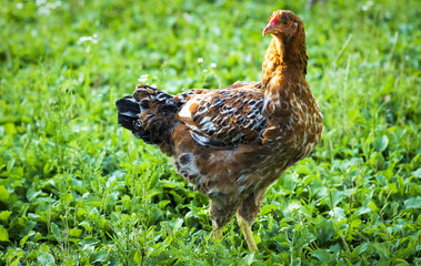 Red Domestic Chicken in the Farmyard