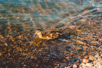 Duck in the lake on the island of Tatysheva in Krasnoyarsk