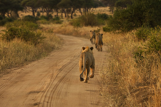 Pride Of Three Lions Running On African Dirt Road