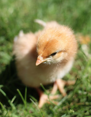 Baby Chick Playing in the Grass During Spring