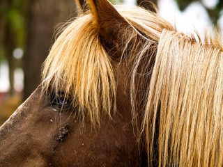 Battle Scars of a Stallion