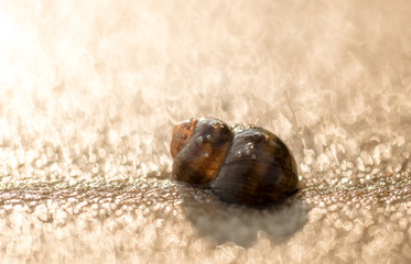 Shell and sunny sandy beach