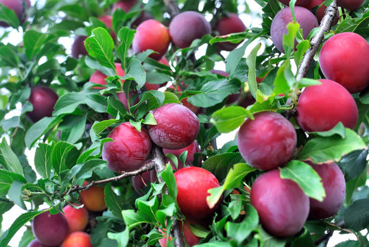   close-up of ripe plums on a tree branch in the orchard