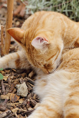chat roux tigré dans jardin potager 