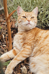 chat roux tigré dans jardin potager 