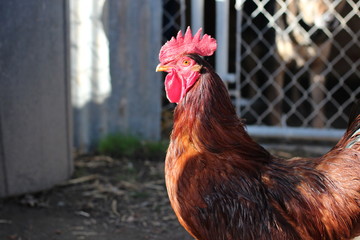 Handsome Rooster Standing in the Sun