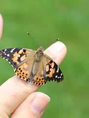 Monarch Butterfly Preparing to Fly for First Time