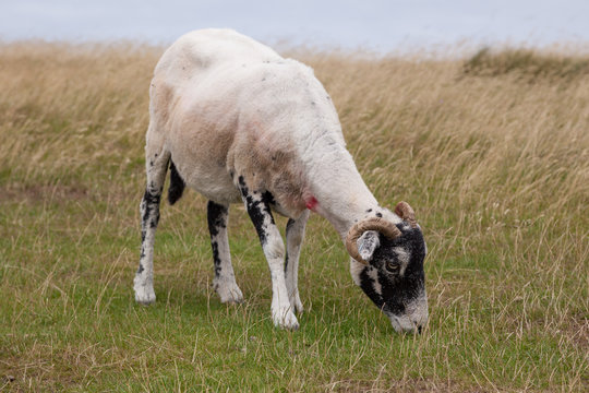 Herdwick Ram in Lake Distict, England
