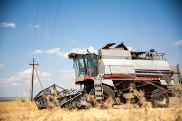 Fototapeta premium Harvester machine to harvest wheat field working