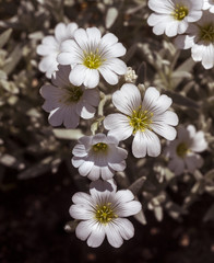Cerastium tomentosum flowers. Botanical Garden, KIT Karlsruhe, Germany, Europe