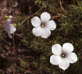 Flowers of Linum suffruticosum. Botanical Garden, KIT Karlsruhe, Germany, Europe