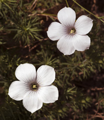 Flowers of Linum suffruticosum. Botanical Garden, KIT Karlsruhe, Germany, Europe