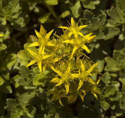 Yellow flowers of hybrid stonecrop, Crassulaceae Sedum hybridum. Botanical Garden, KIT Karlsruhe, Germany, Europe