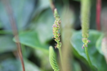 Plant, green, nature, macro