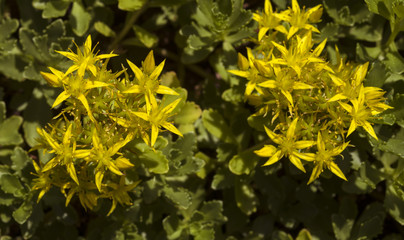 Yellow flowers of hybrid stonecrop, Crassulaceae Sedum hybridum. Botanical Garden, KIT Karlsruhe,...