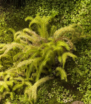 Lycopodium squarrosum a beautiful fern from asia. Botanical Garden, KIT Karlsruhe, Germany, Europe