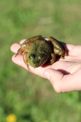 Obraz premium Boy Holding a Small Frog He Found in a Pond