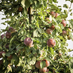 Red apples on the branches
