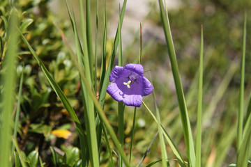 Fiori d'estate