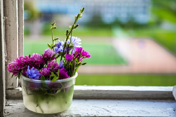 Pink Clover flowers on the windowsill