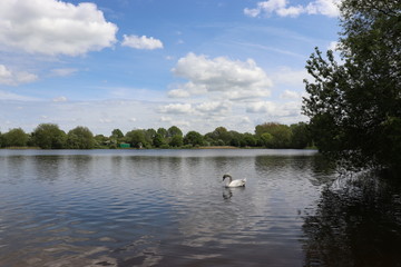 swan in the lake