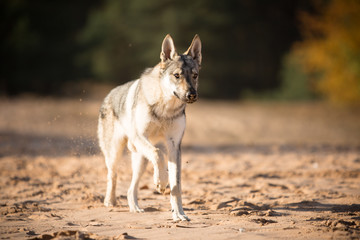 Czechoslovak wolfdog