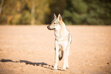 Czechoslovak wolfdog