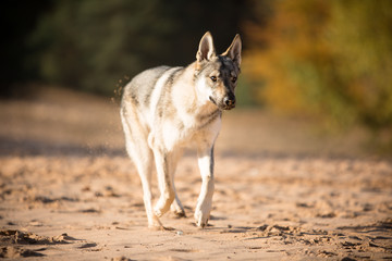 Czechoslovak wolfdog