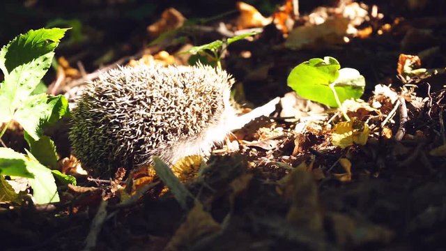 Hedgehog creeps into grass
