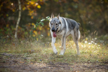 Czechoslovak wolfdog