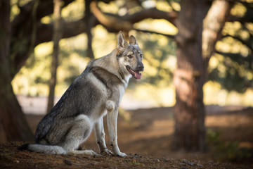 Czechoslovak wolfdog