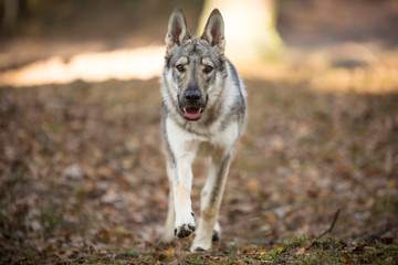 Czechoslovak wolfdog