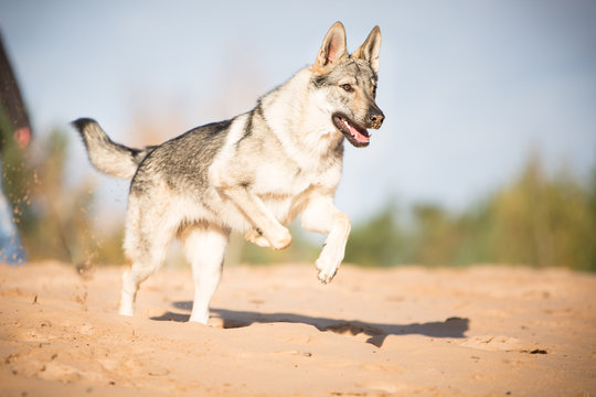 Czechoslovak wolfdog